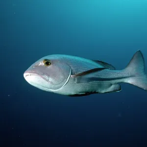 Snapper Snapper
