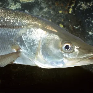 SNOOK - CLOSE-UP OF HEAD SNOOK - CLOSE-UP OF HEAD