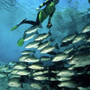 snorkeler with shool of fish, Crystal River, Florida, Unites snorkeler with shool of fish, Crystal River, Florida, Unites
