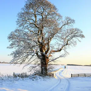 Snow covered Tree in field Snow covered Tree in field