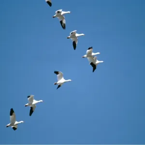SNOW GOOSE - in flight, V Formation