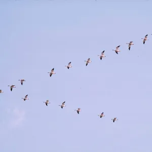 SNOW GOOSE - in flight, v formation SNOW GOOSE - in flight, v formation