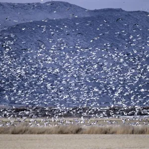 SNOW GOOSE - Flock In Flight