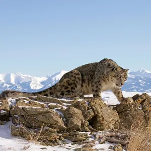 Snow Leopard Snow Leopard