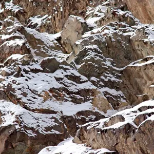 Snow Leopard - camouflaged in wild Snow Leopard - camouflaged in wild