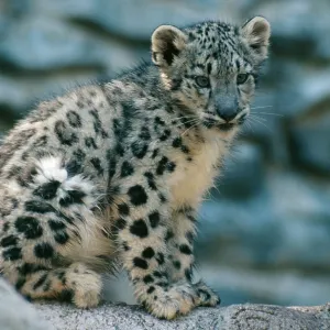 Snow Leopard - Cub Snow Leopard - Cub
