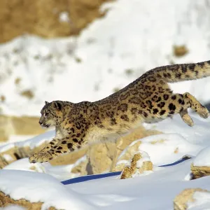 Snow Leopard - Running through snow with rocks behind