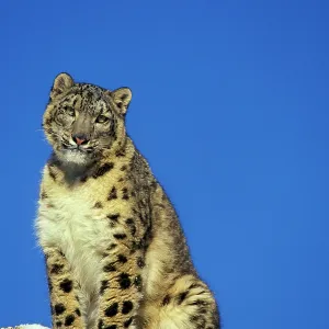 Snow Leopard - Sitting on snow covered rock against