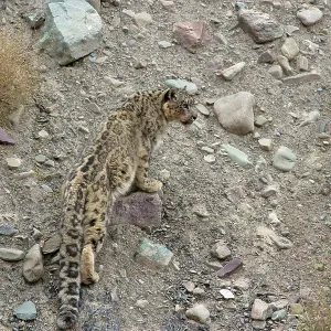 Snow Leopard - in wild Snow Leopard - in wild