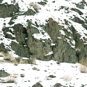 Snow Leopard - in wild Snow Leopard - in wild