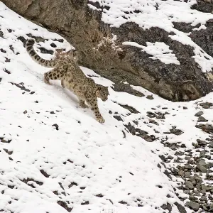 Snow Leopard - in wild Snow Leopard - in wild