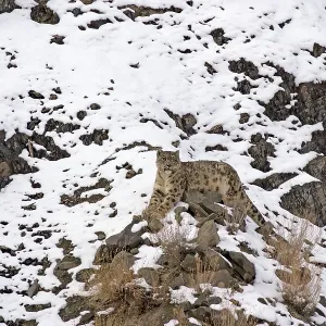 Snow Leopard - in wild Snow Leopard - in wild