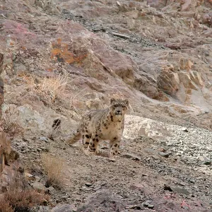 Snow Leopard - in wild Snow Leopard - in wild