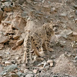 Snow Leopard - in wild Snow Leopard - in wild