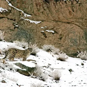 Snow Leopard - in wild Snow Leopard - in wild