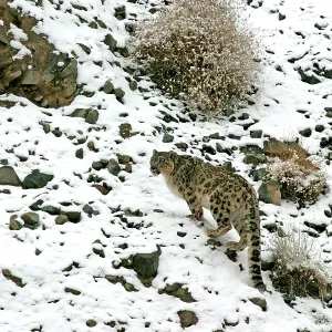 Snow Leopard - in wild Snow Leopard - in wild