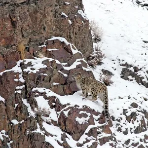 Snow Leopard - in wild Snow Leopard - in wild