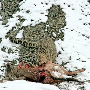 Snow Leopard - in wild - feeding on male Bharal Snow Leopard - in wild - feeding on male Bharal