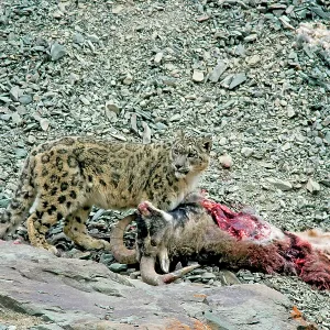 Snow Leopard - in wild - on male Bharal (Pseudois Snow Leopard - in wild - on male Bharal (Pseudois