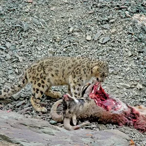 Snow Leopard - in wild - on male Bharal (Pseudois Snow Leopard - in wild - on male Bharal (Pseudois