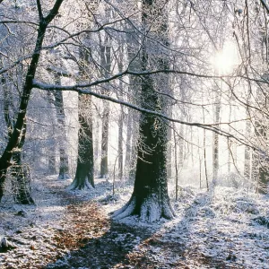 SNOW - in Woodland SNOW - in Woodland