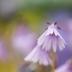 Snowbell, Soldanella Sudden Spring, Mauve subject Snowbell, Soldanella Sudden Spring, Mauve subject
