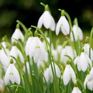 Snowdrop - clump of flowers Snowdrop - clump of flowers