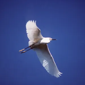 SNOWY EGRET - in flight SNOWY EGRET - in flight