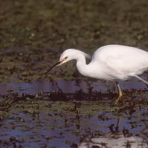 SNOWY EGRET - wading through Pampas grass SNOWY EGRET - wading through Pampas grass