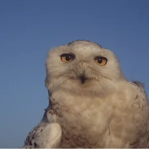 SNOWY OWL - close-up SNOWY OWL - close-up