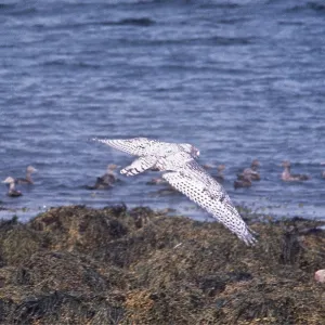 SNOWY OWL - in flight