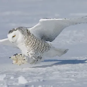 Snowy Owl - in flight Snowy Owl - in flight