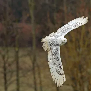 Snowy Owl - in flight controlled conditions - International Snowy Owl - in flight controlled conditions - International