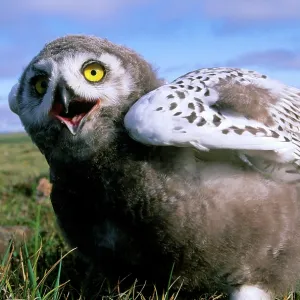 Snowy Owl - juvenile (a fledgling), threatens a Snowy Owl - juvenile (a fledgling), threatens a