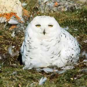 SNOWY OWL, SITTING ON GROUND SNOWY OWL, SITTING ON GROUND