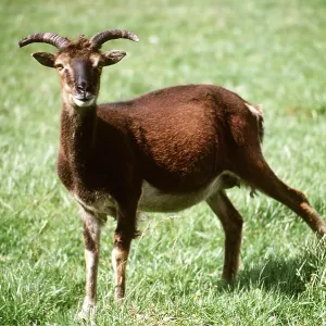 SOAY SHEEP SOAY SHEEP