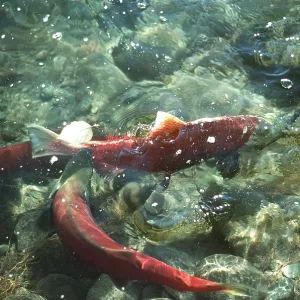 SOCKEYE SALMON SOCKEYE SALMON