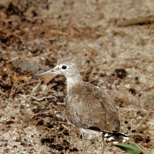 Solitary Sandpiper