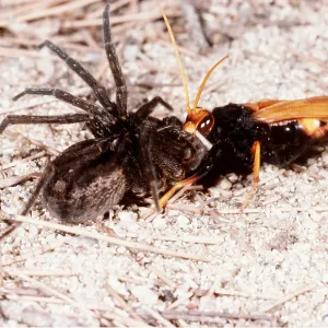 Solitary Wasp with spider prey Solitary Wasp with spider prey