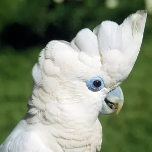 Solomons Cockatoo / Ducorps Cockatoo