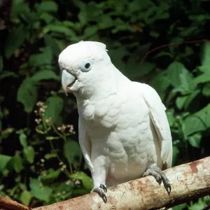 Solomons Cockatoo / Ducorps Cockatoo