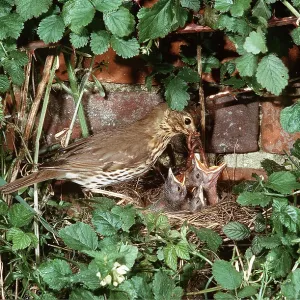 SONG THRUSH - feeding young at nest SONG THRUSH - feeding young at nest