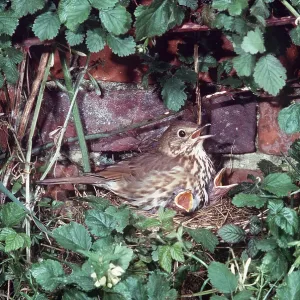 SONG THRUSH - on nest with two chicks SONG THRUSH - on nest with two chicks