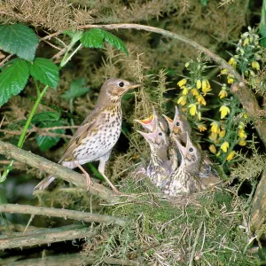 Song Thrush - with nest of young Song Thrush - with nest of young