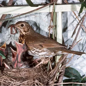 SONG THRUSH - at nest with young SONG THRUSH - at nest with young