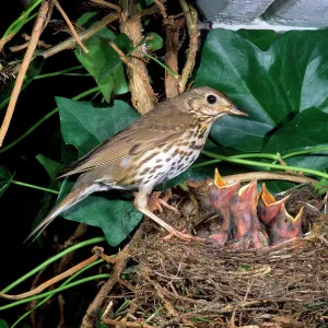 Song Thrush - at nest with young Song Thrush - at nest with young