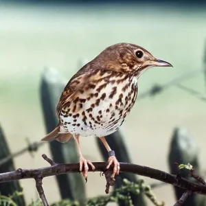 Song THRUSH - perched on branch Song THRUSH - perched on branch