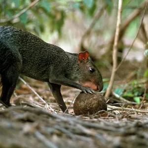 Sooty Agouti - opening Brazil Nut - seed dispersal Sooty Agouti - opening Brazil Nut - seed dispersal