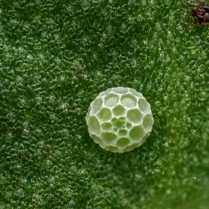 Sooty Copper (Lycaena tityrus) egg of butterfly Sooty Copper (Lycaena tityrus) egg of butterfly