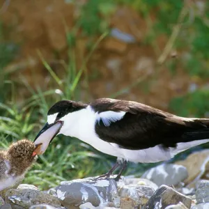 Sooty Tern - feeding chick Sooty Tern - feeding chick